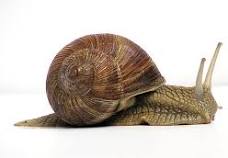 Land snail - Wikipedia